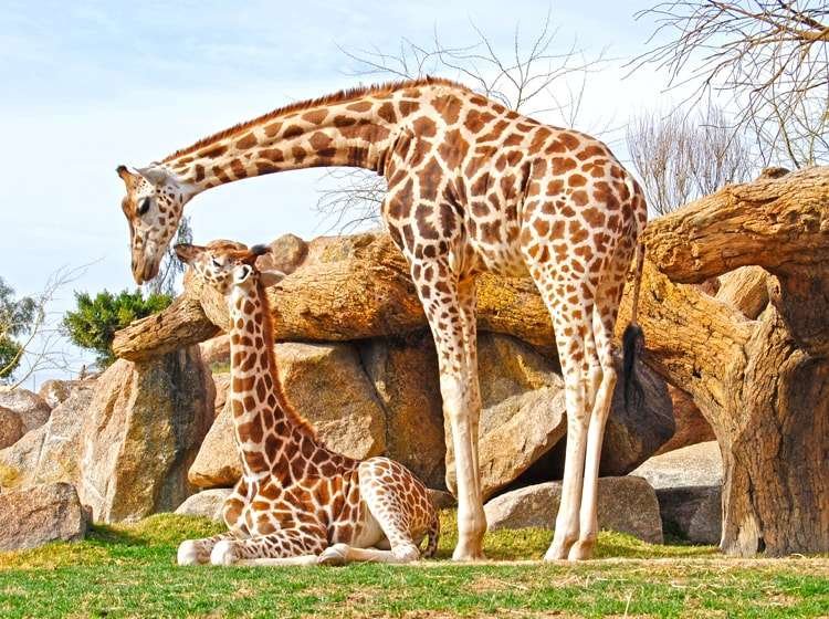 Curiosidades de la jirafa: el animal más alto