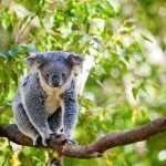 curiosidades del koala para niños