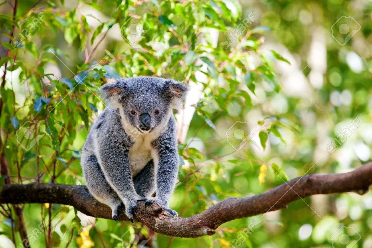 Descubre las curiosidades más sorprendentes del koala para niños
