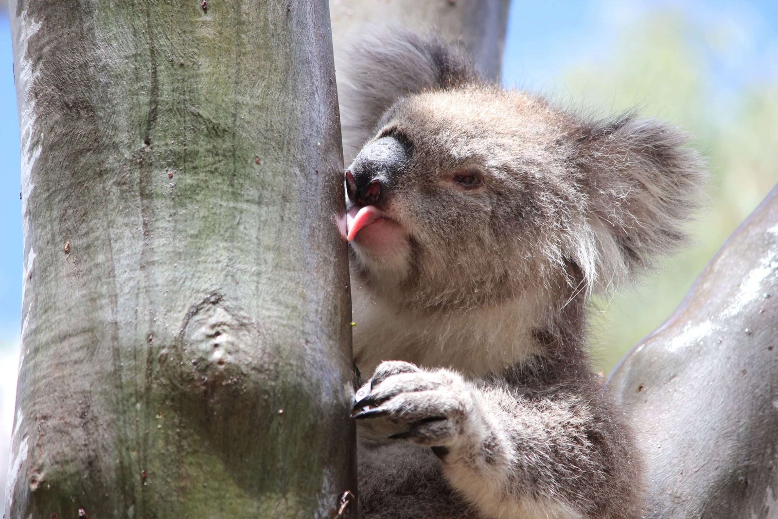 Curiosidades acuáticas de los koalas y su relación con el agua