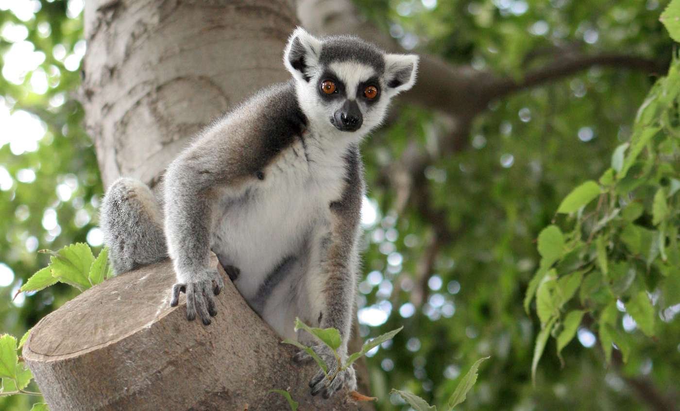 Descubre las fascinantes curiosidades del lemur de cola anillada