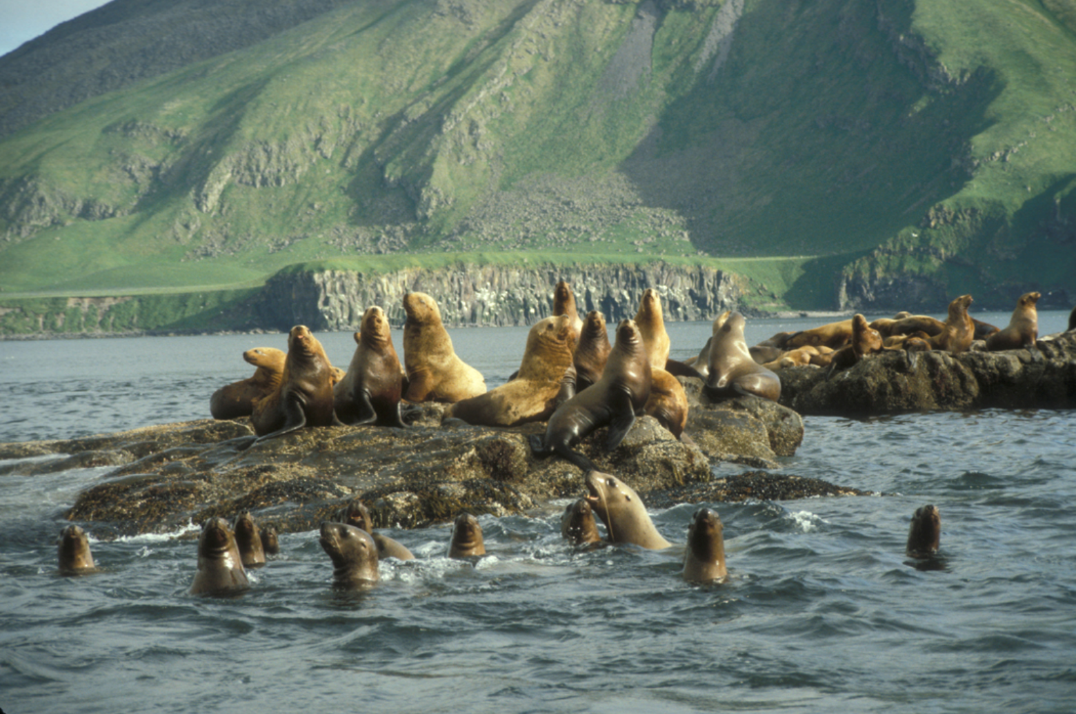 Curiosidades de los leones marinos en su hábitat natural