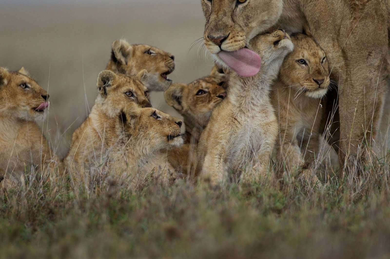Descubre 5 datos sorprendentes sobre los majestuosos leones