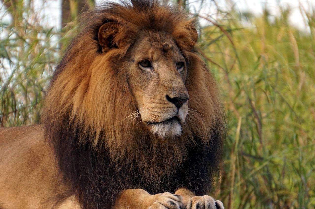 Curiosidades y personajes de los leones