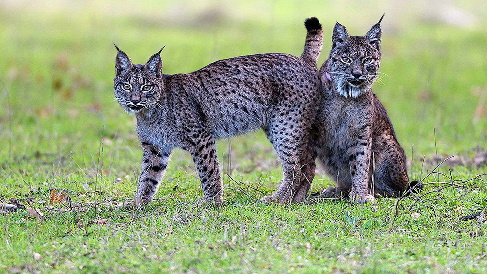 Curiosidades de la huella del lince ibérico en el bosque