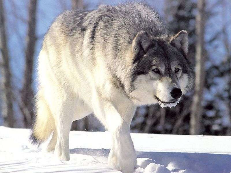 Curiosidades del lobo de las nieves, depredador del frío