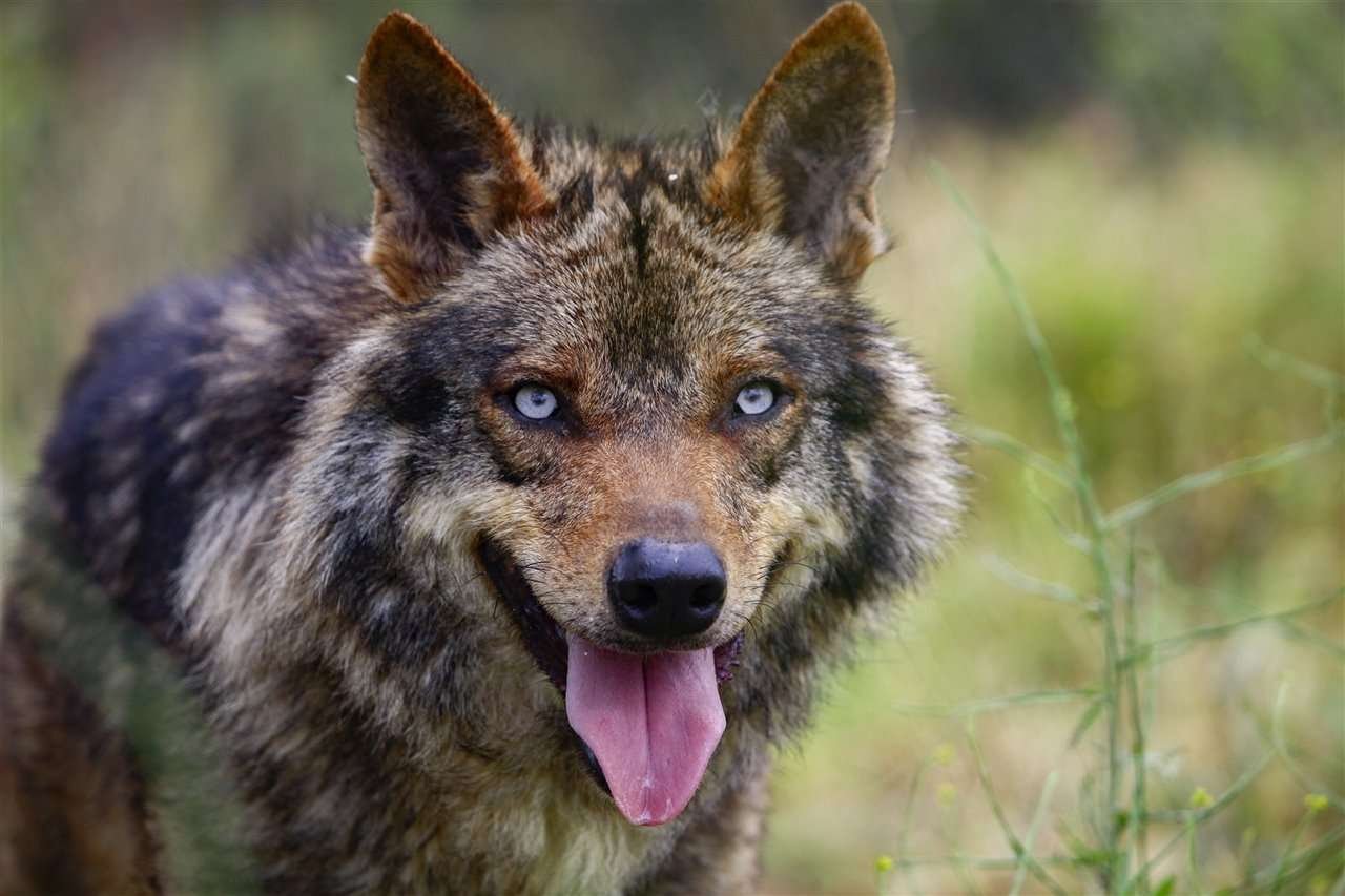 Descubre las curiosidades más fascinantes sobre el lobo ibérico