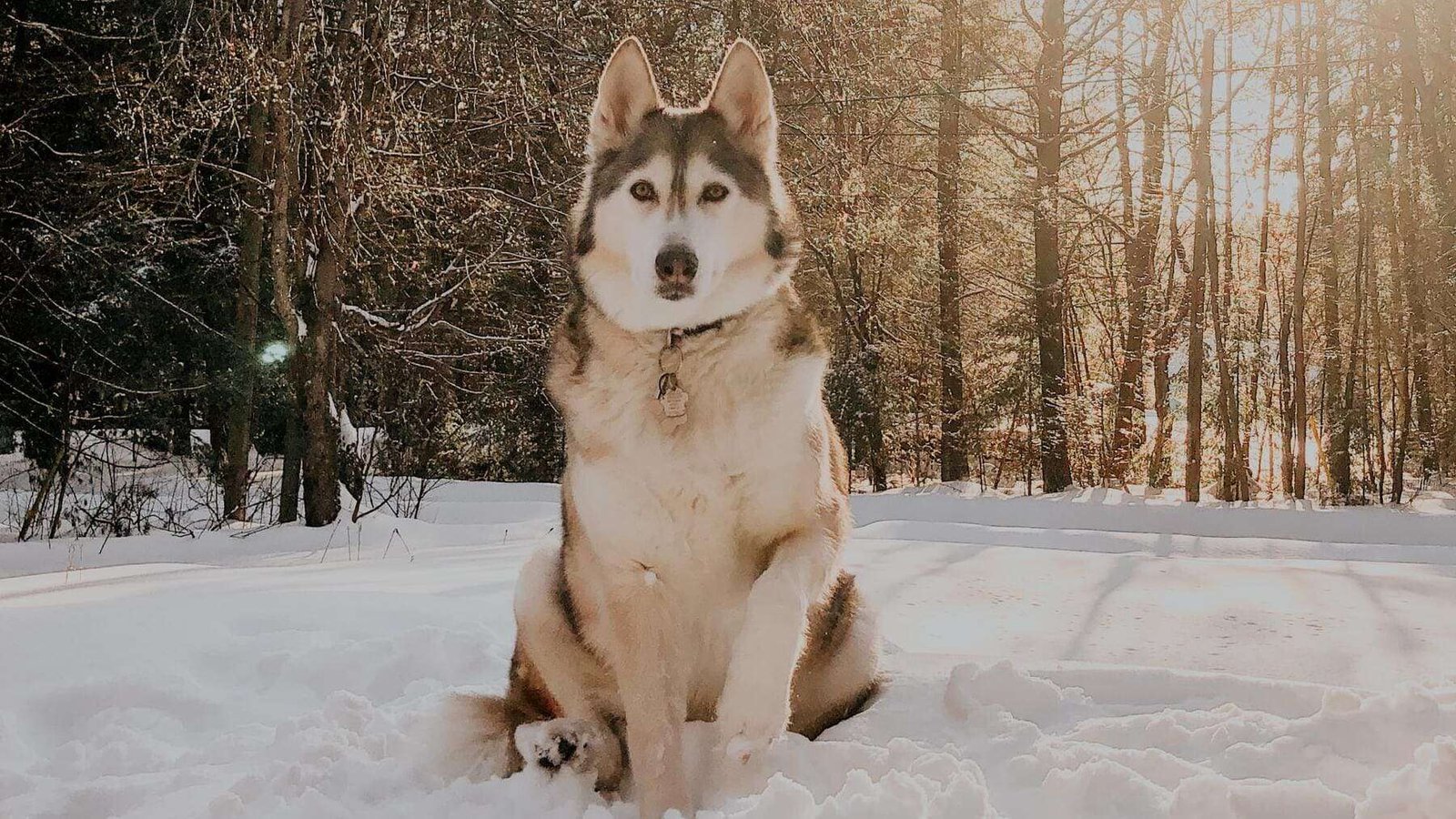 Curiosidades de los lobos siberianos y su adaptación al frío extremo