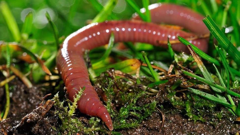 Curiosidades sobre las lombrices de tierra y su papel en el ecosistema