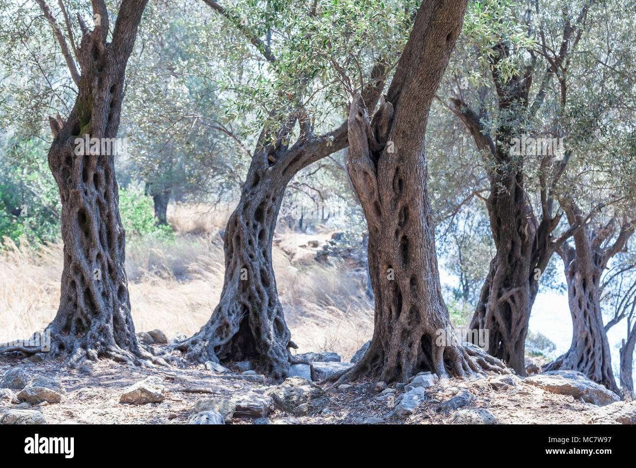 Curiosidades de la madera del olivo silvestre