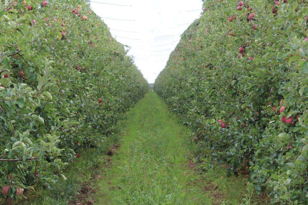 Importancia cultural y curiosidades de la manzana en Francia