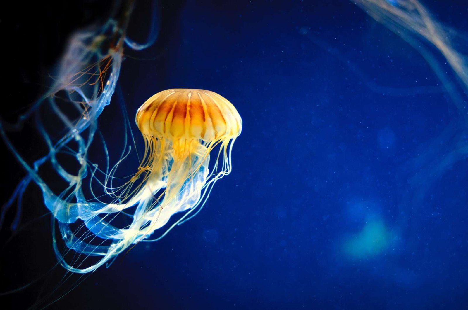 Curiosidades de La Balsa de la Medusa: descúbrelas aquí
