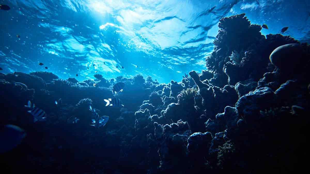 Curiosidades sorprendentes del fondo marino