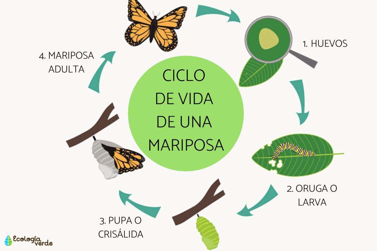 Descubre la verdad sobre las mariposas: ¿Son ovíparas o vivíparas?