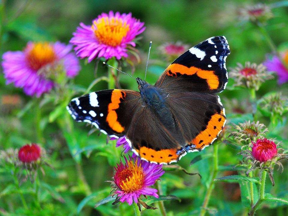 Curiosidades impactantes del mundo de las mariposas en fotos recientes