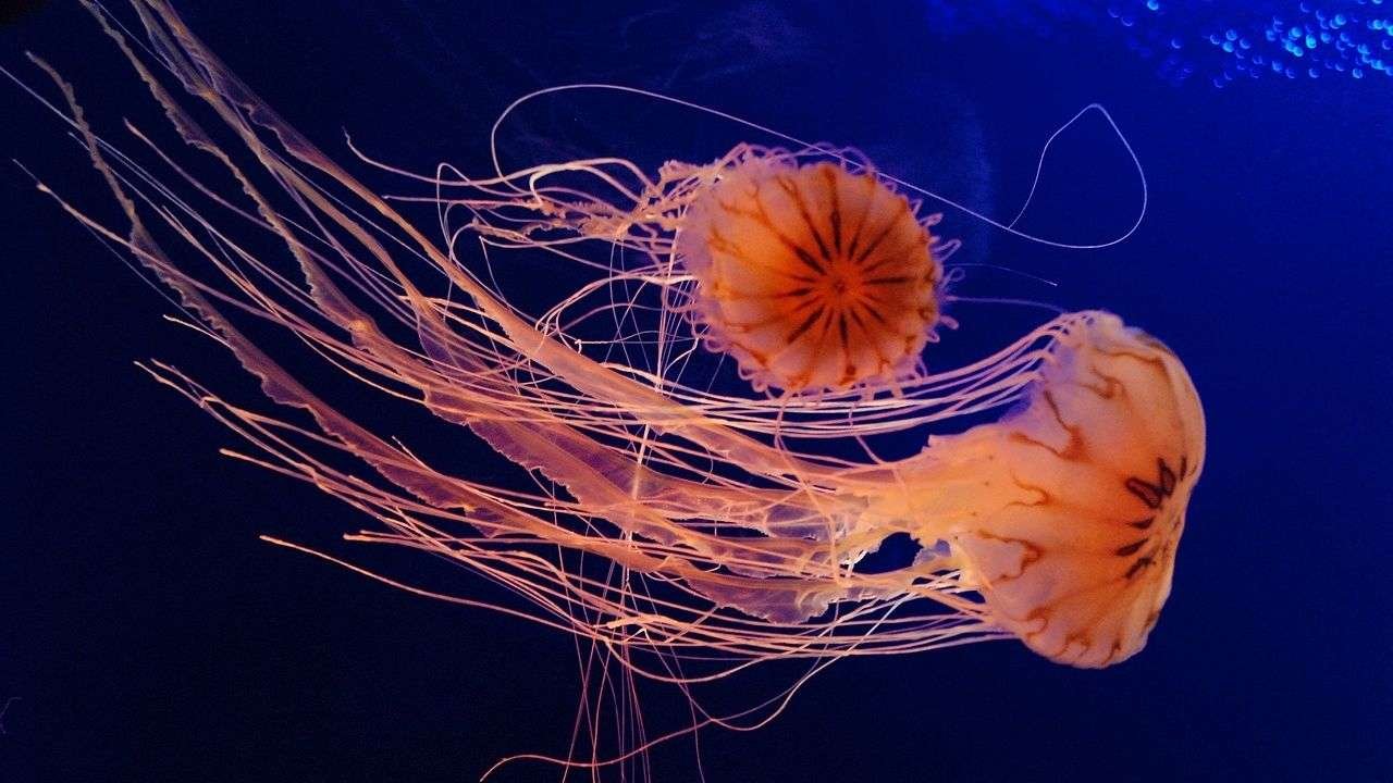 Curiosidades de la medusa de caja, una criatura misteriosa y peligrosa