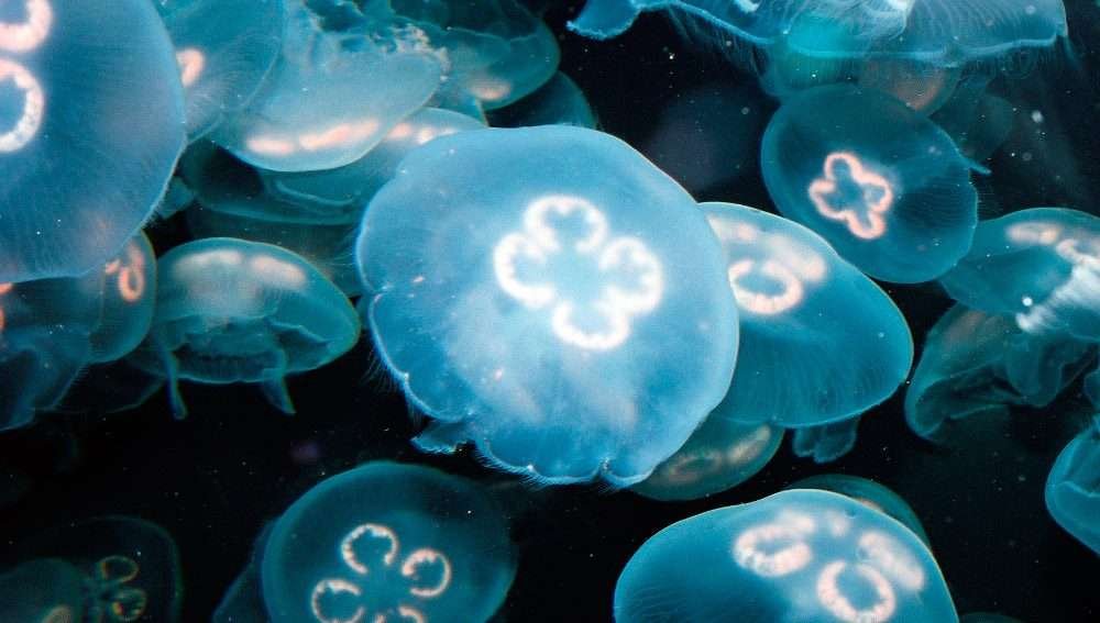 Curiosidades de la medusa luna: una criatura fascinante del océano