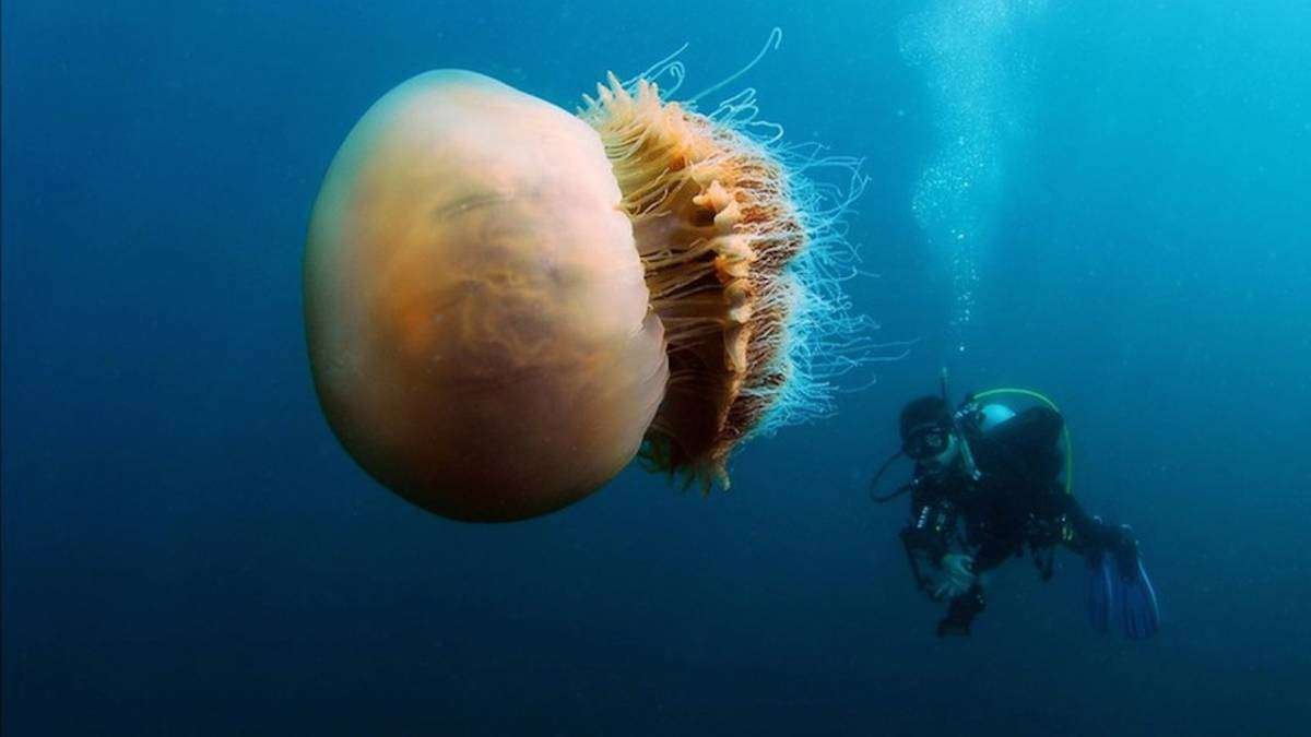 Curiosidades de la medusa melena de león: una criatura fascinante