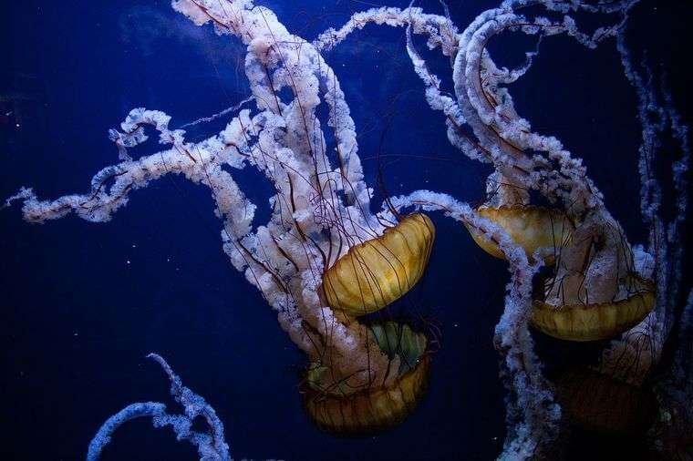 Curiosidades fascinantes sobre las medusas para niños