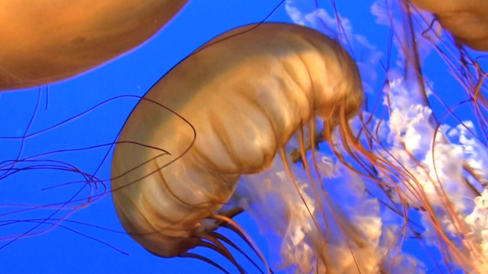 ¿Cómo sobreviven sin corazón? Descubre las curiosidades de las medusas