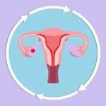 curiosidades sobre el ciclo femenino