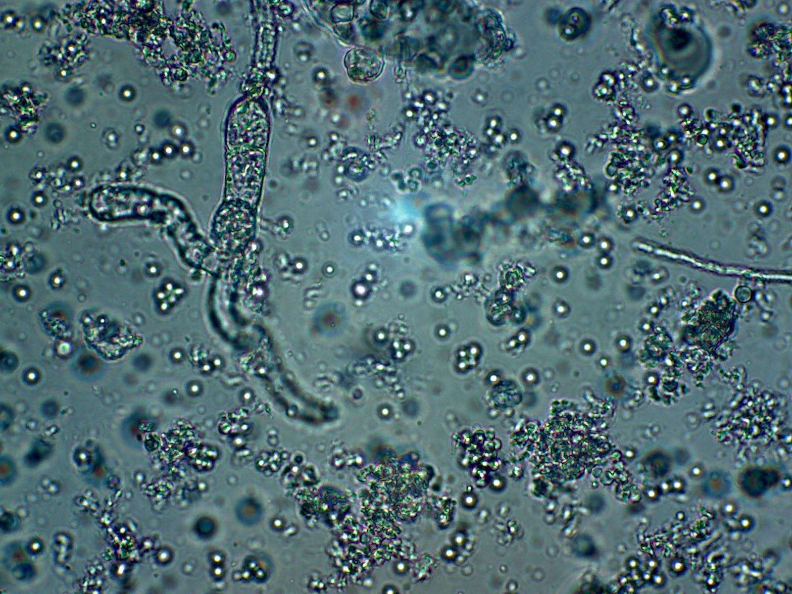 Curiosidades de biología vistas a través del microscopio
