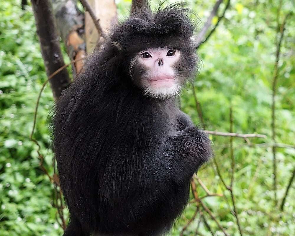 Curiosidades del mono sin nariz, una especie única