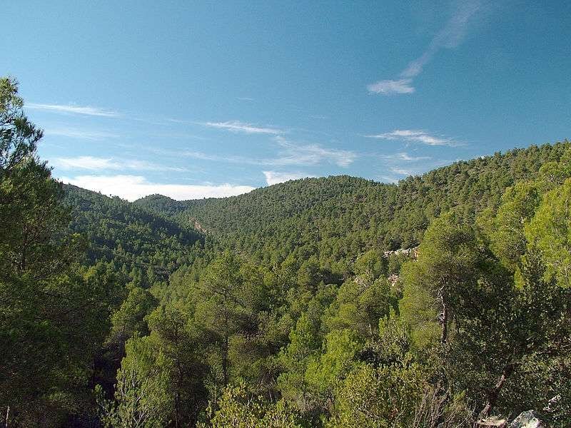 Curiosidades del ecosistema del bosque mediterráneo