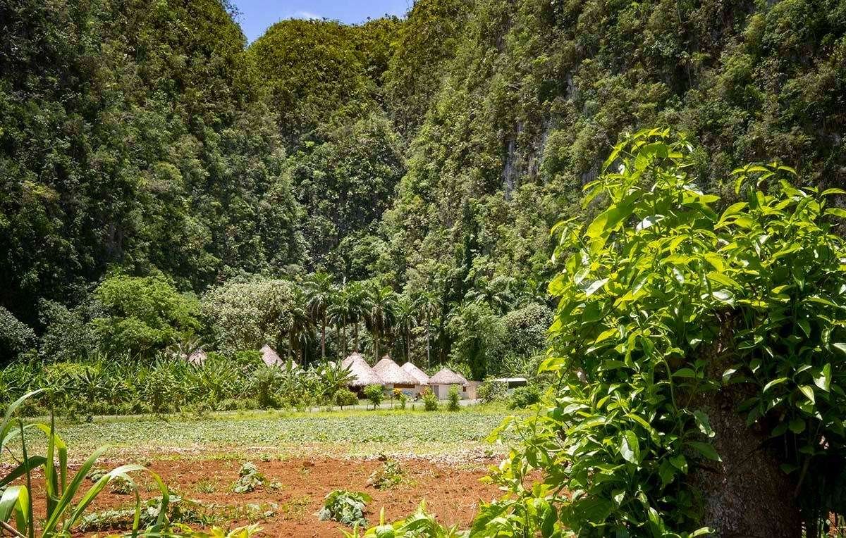 Curiosidades de la selva amazónica: biodiversidad sorprendente