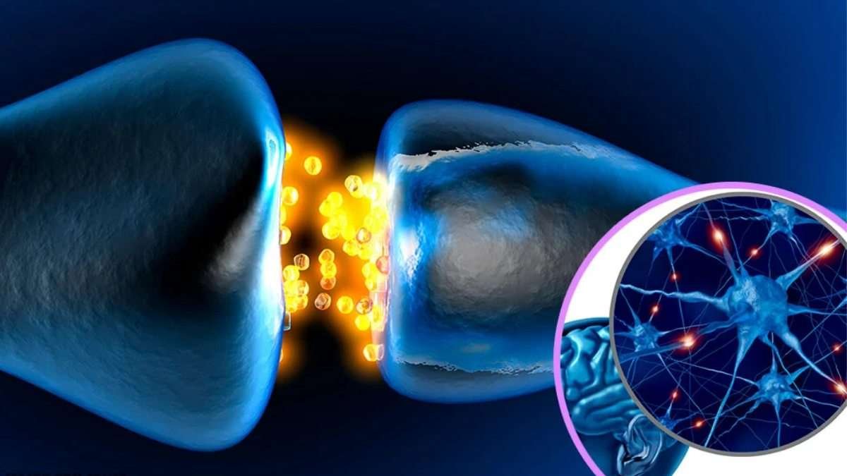 Curiosidades sobre la transmisión de estímulos entre neuronas