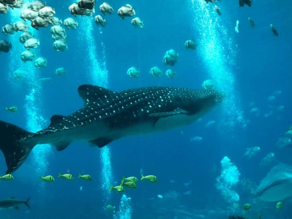 Explorando el mundo marino: curiosidades fascinantes para niños