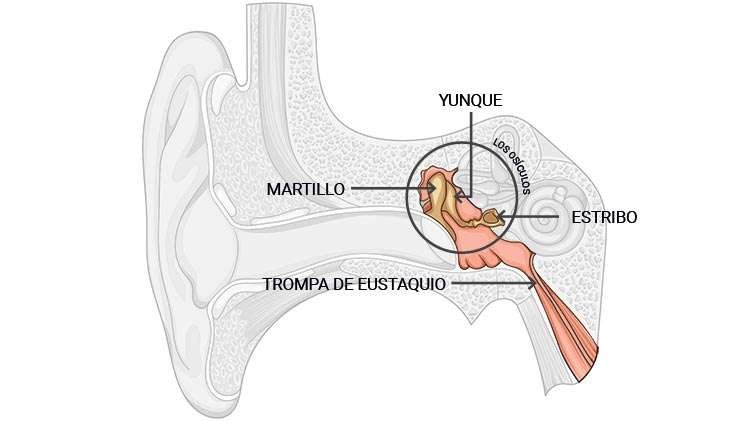 Curiosidades sobre el oído humano que te sorprenderán