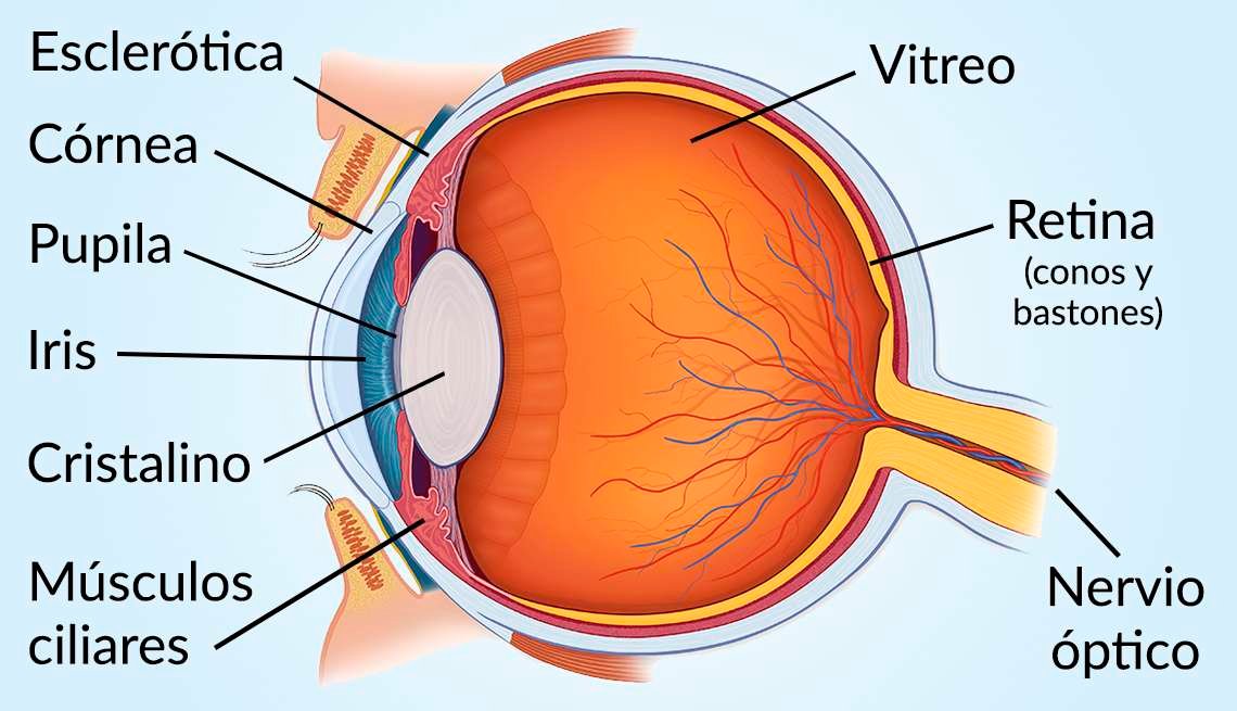 Curiosidades de los ojos desde la neurociencia