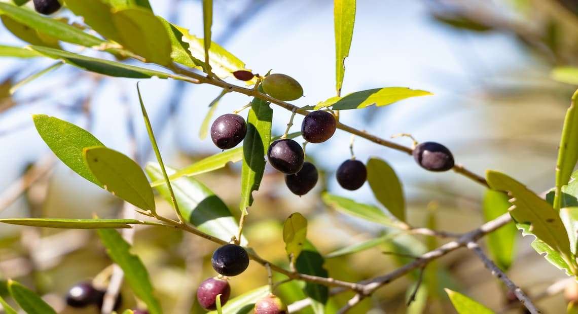 Curiosidades del olivo silvestre y su aceite de oliva