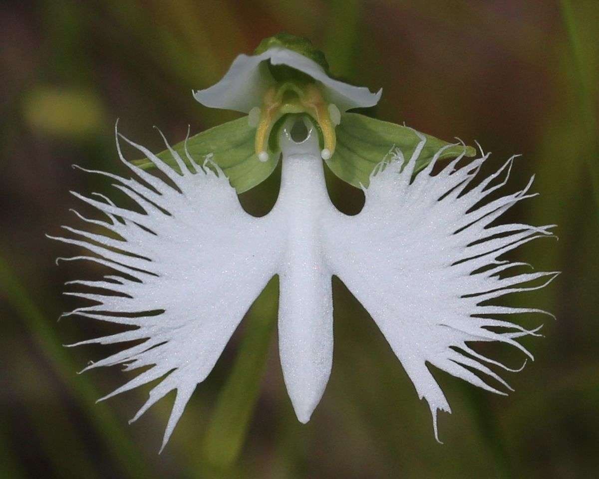 Curiosidades de la Orquídea Garza Blanca