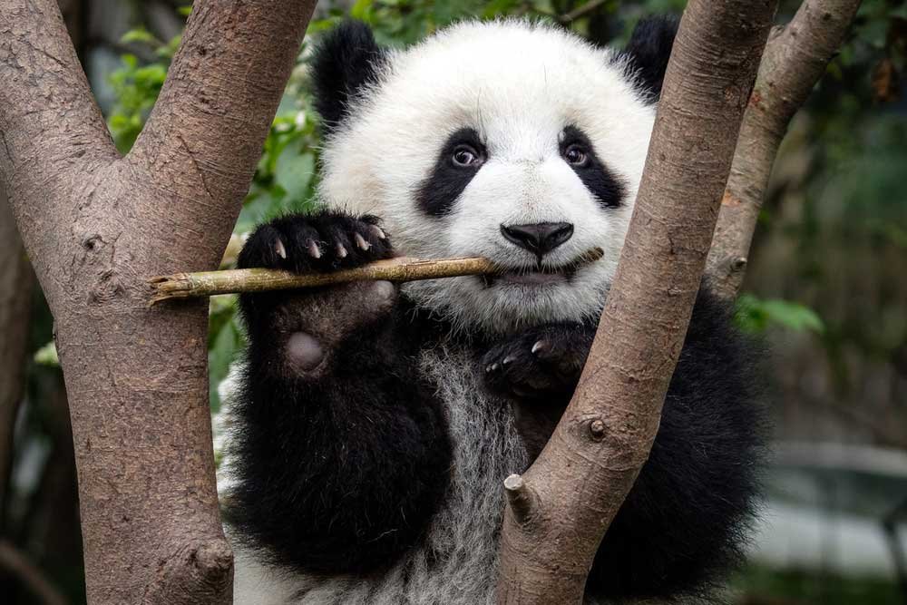 Descubre las sorprendentes curiosidades de los adorables osos pandas