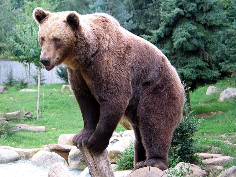 Curiosidades del oso pardo ibérico: tesoro de la península