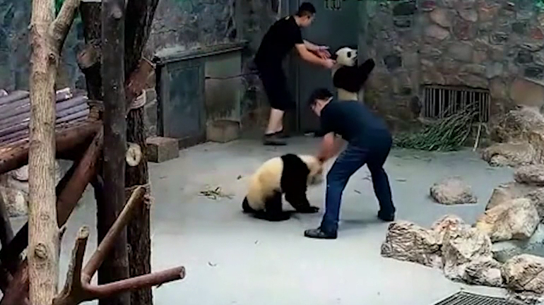 Curiosidades sorprendentes de los osos panda en imágenes reales