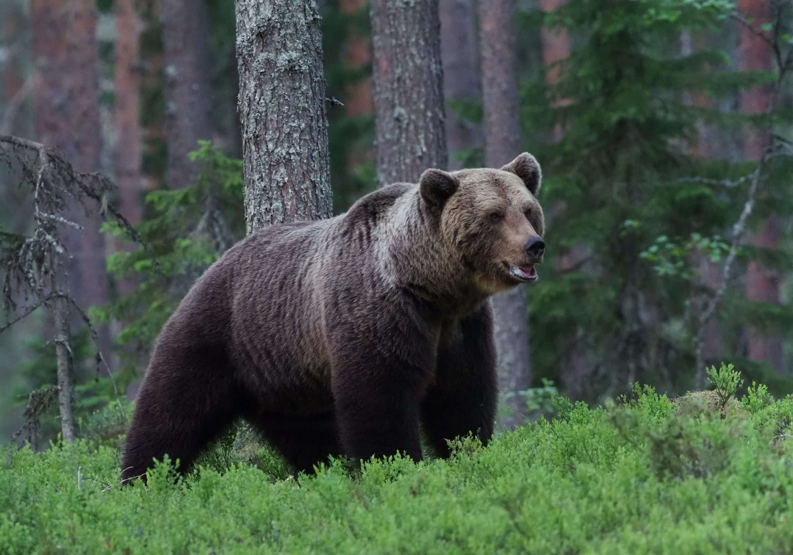 Descubre 10 curiosidades fascinantes sobre los majestuosos osos pardos