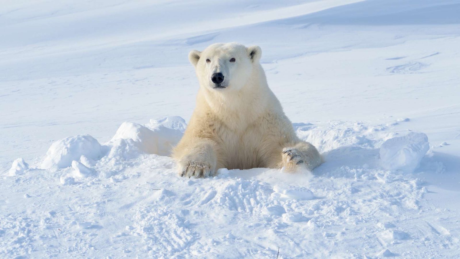 Curiosidades de los osos polares en su hábitat natural