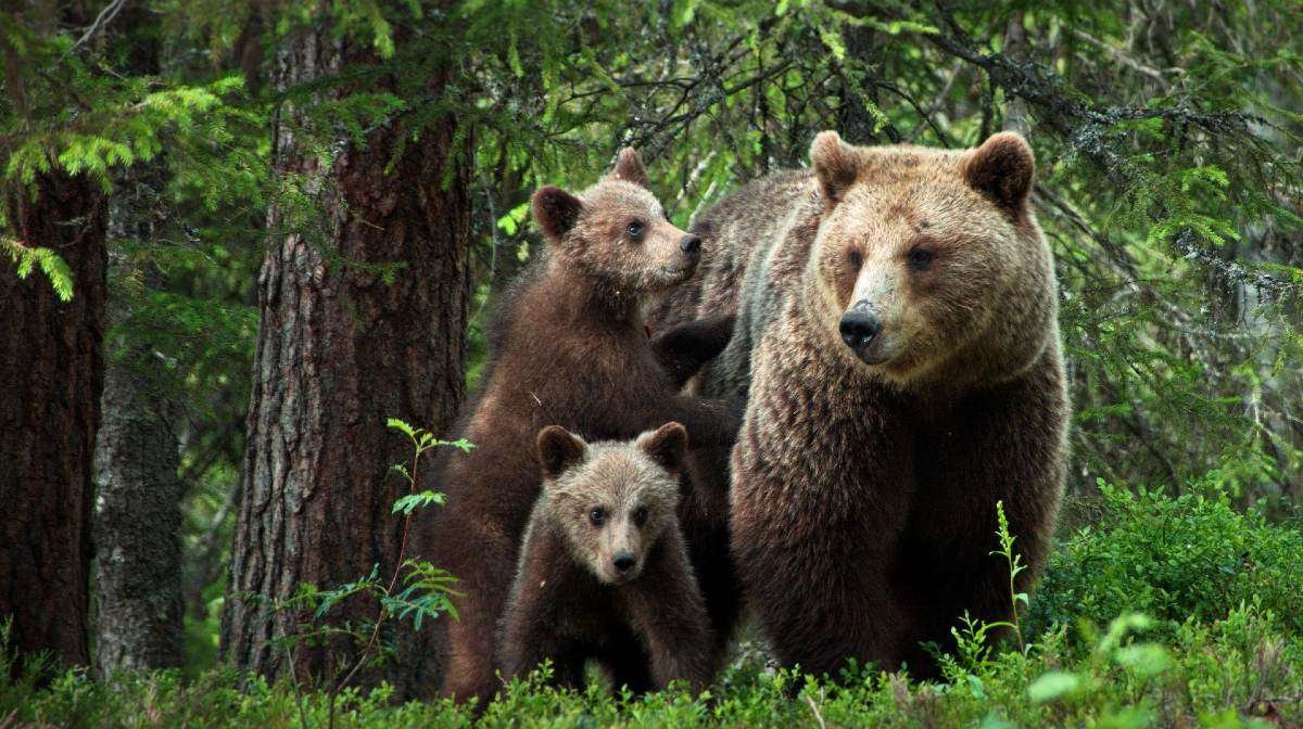 Curiosidades sobre osos: Conoce más sobre estas criaturas fascinantes