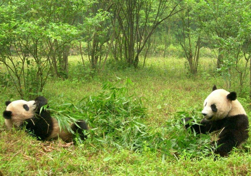 Interesting Facts About Pandas: A Look into Their Fascinating World