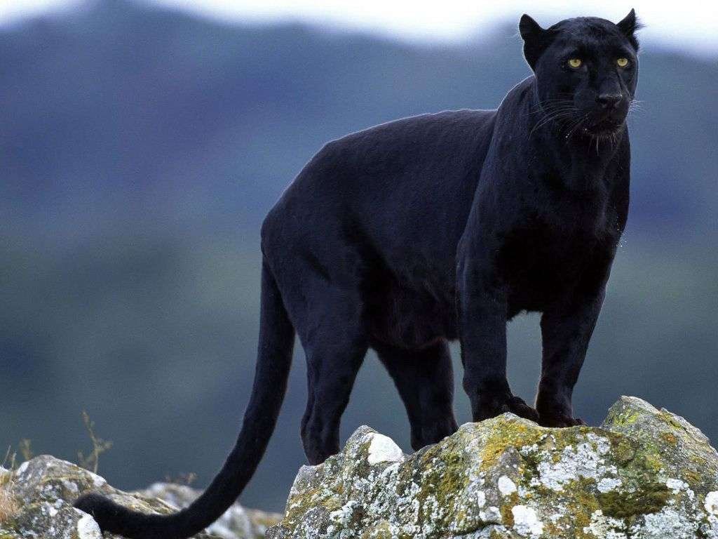 Curiosidades sobre la pantera negra animal