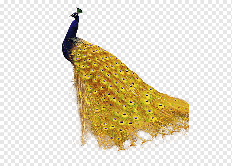 Curiosidades del pavo real amarillo, una especie única