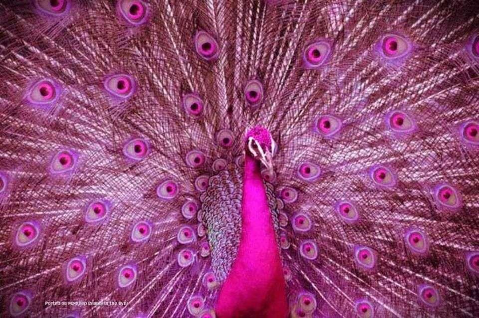 Curiosidades del pavo real rosa: ¡sorpréndete con su belleza!