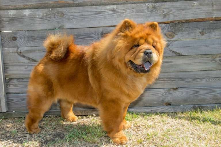 Descubre las curiosidades más sorprendentes del perro Chow Chow