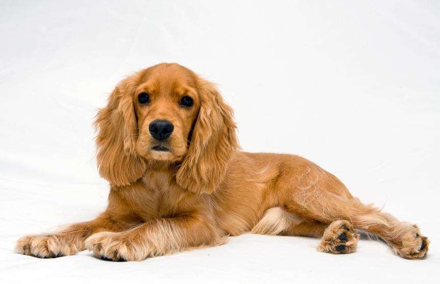 Curiosidades de los Cocker Spaniel: adorables y sorprendentes