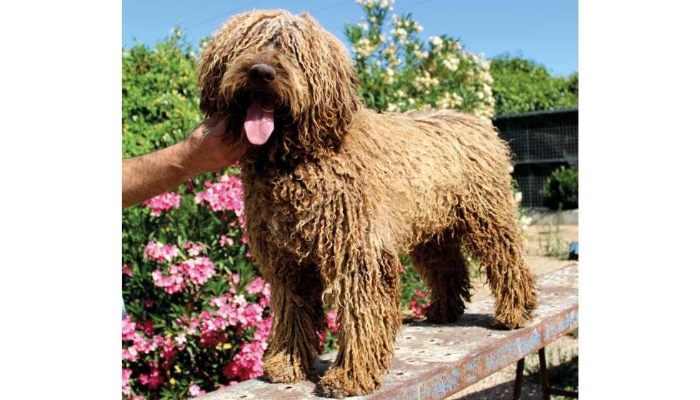 Curiosidades del perro de agua español: el compañero familiar ideal