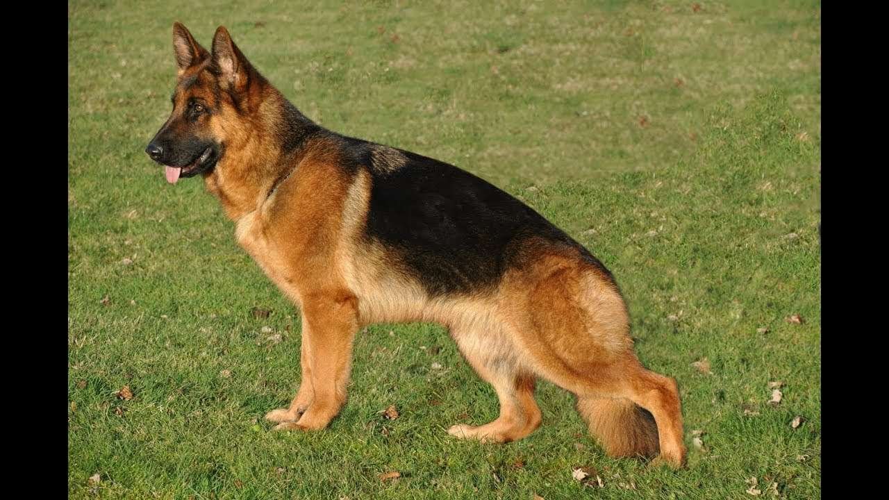 Curiosidades del perro Pastor Alemán