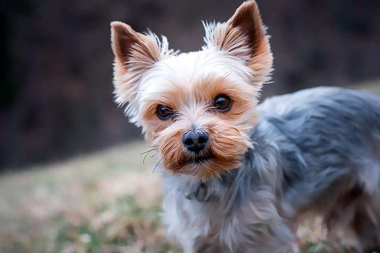 Curiosidades sorprendentes del Yorkshire Terrier